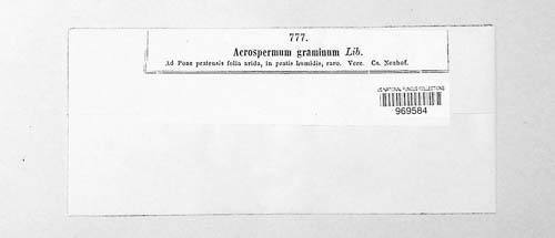 Acrospermum graminum image